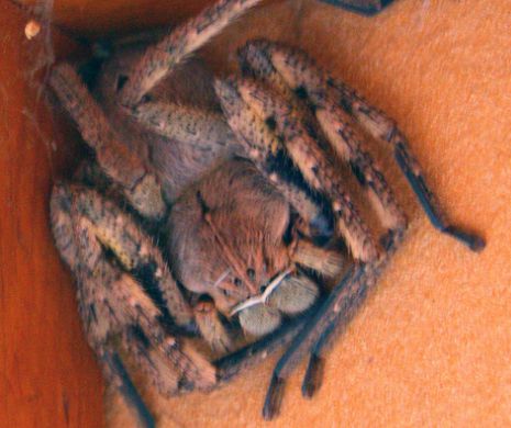 SPECTACULOSA ploaie de păianjeni în Australia