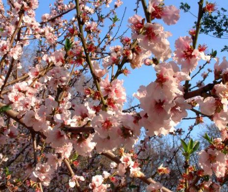 Totul despre ce serbează ROMÂNII pe 1 Mai