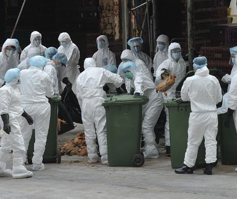 VESTE ÎNGRIJORĂTOARE: Epidemii de gripă aviară