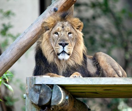 Vor avea nopți de COȘMAR, dar nu pe GRATIS. Turiștii pot dormi cu leii la ZOO Londra. Faceți cunoștință cu Lucifer | VIDEO