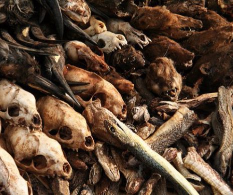 AMENINȚARE IMINENTĂ! Planeta este în PERICOL. Se va întâmpla un DEZASTRU similar cu dispariția DINOZAURILOR și nimeni nu va scăpa de asta