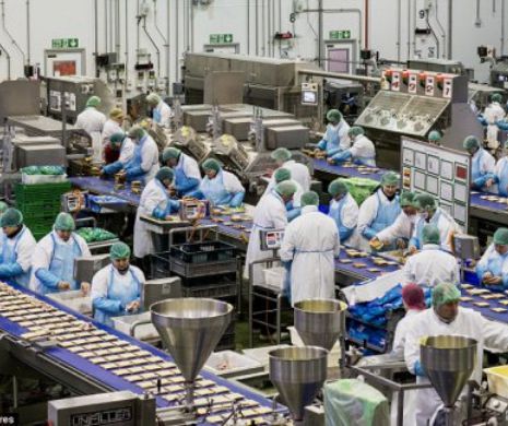 Cum mocirlesc imigranţii est-europeni milioanele de sandvişuri pe care le mănâncă britanicii | IMAGINI care îţi TAIE pofta de mâncare
