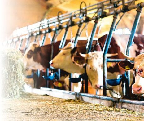 Cum reusesc sa supravieţuiasca crescatorii de vaci