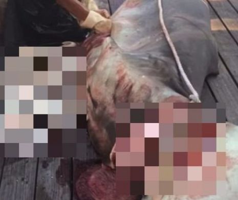 Descoperire MACABRĂ în interiorul unui RECHIN. Nimeni nu a mai văzut aşa ceva vreodată. Imagini şocante