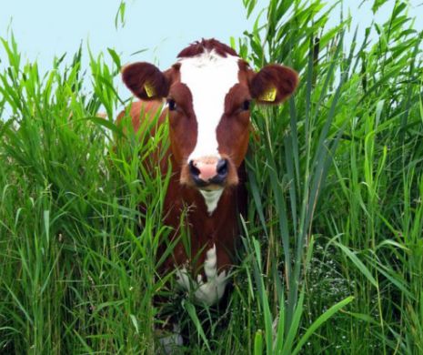 Este salata mai perculoasă decât un hamburger de vită?