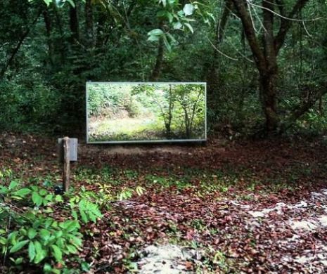 Experiment INEDIT în junglă. Vezi ce reacţie au avut animalele sălbatice când s-au PRIVIT ÎN OGLINDĂ I FOTO şi VIDEO