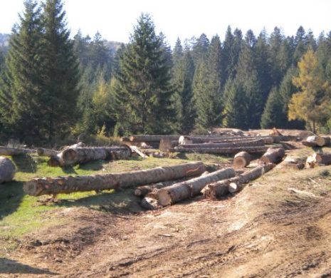 Guvernul a înființat Garda Forestieră