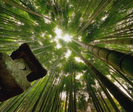 MONUMENT ridicat dintr-o PASIUNE INCREDIBILĂ