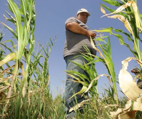 Producția agricolă 2015 amintește de cumplitul an 2001. Fermierii se roagă: „Dă Doamne o grindină”