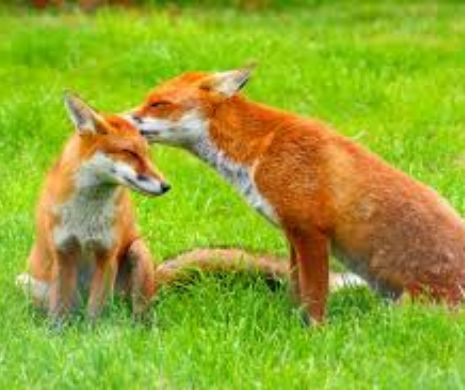PROPUNERE: Supermarketurile să DONEZE mâncarea aproape expirată pentru animale sau primesc AMENDĂ de 15.000 de lei