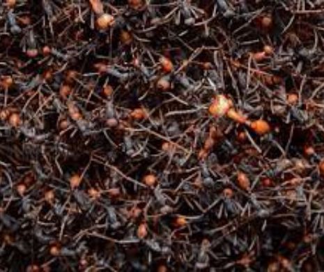 Adevarul despre furnici