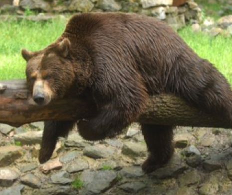 Animalele de la Zoo primesc tratație specială în timpul caniculei. Cum se răcoresc urșii I FOTO