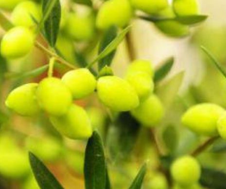 Bacteria ucigașă a măslinilor