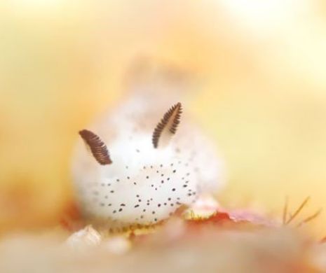 Creaturile adorabile care au ÎNNEBUNIT Japonia | Galerie Foto şi Video