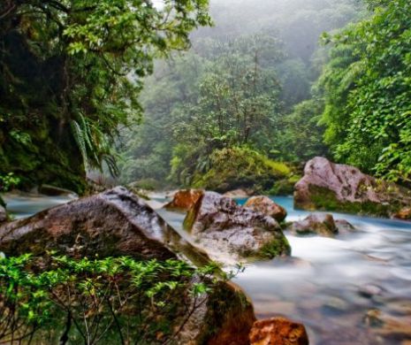 Cum AMENINŢĂ consumul de CAFEA pădurea tropicală