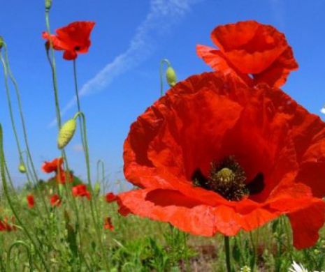 Efectele ceaiului din planta a cărei apariție nu este controlată