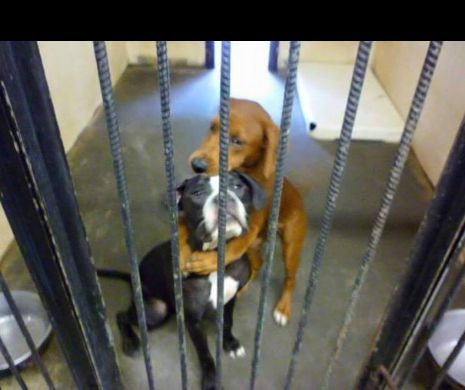 Fotografia care le-a salvat vietile!