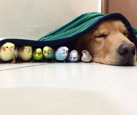 Inca o dovada de prietenie neobisnuita!