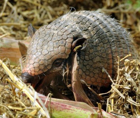 Lepra raspandita de tatu!
