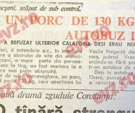 Memora EVZ. Cum s-a urcat un porc de 130 de kile într-un autobuz din Focșani