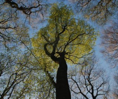 Orăşelul în care a plouat cu bancnote de 50 de euro