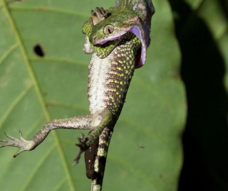 Reptile fără frontiere. Cum devorează șarpele-pisică o şopârlă | VIDEO