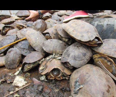 Salvarea unei specii!