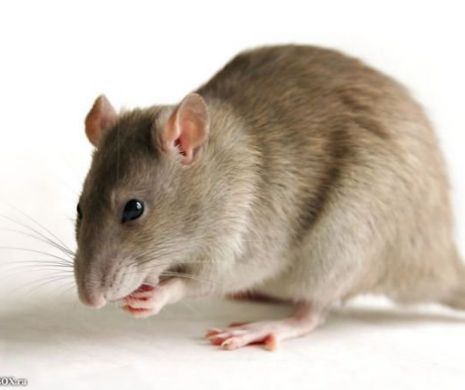 Un bărbat a găsit un ŞOARECE într-o doză cu suc. Experţii susţin că acest lucru este imposibil. Află MOTIVUL incredibil | VIDEO ŞOCANT