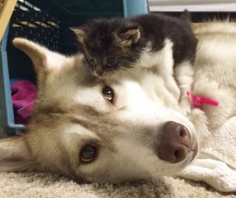 Au animalele cunoastere de sine?