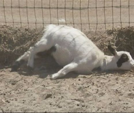Caprele care lesina cand se bucura