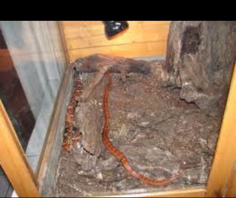 Cat ne costa un terariu?