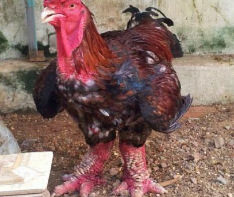 Cocosul cu picioare de dinozaur traieste in Vietnam
