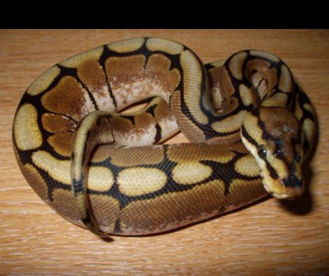 Companionul ”regal”