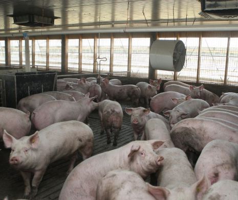 Crescătorii de animale, în pragul falimentului!