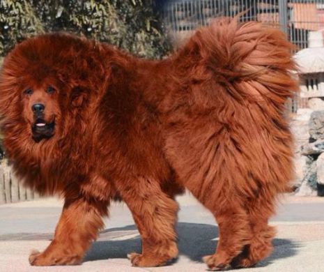 Dogul de Tibet – magnificul!