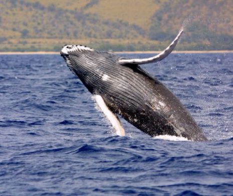 Drone pentru balene cu cocoasa