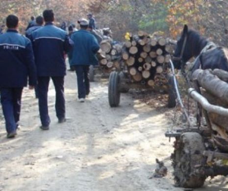 Hoți de lemne duși la arestare la Judecătoria Turda