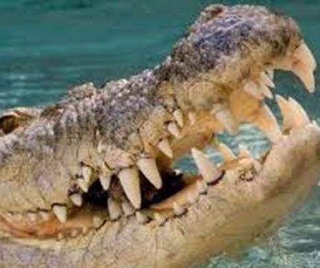 Imaginea care a devenit virală pe reţelele de socializare. Cum se înţeleg un RATON cu un CROCODIL | GALERIE FOTO