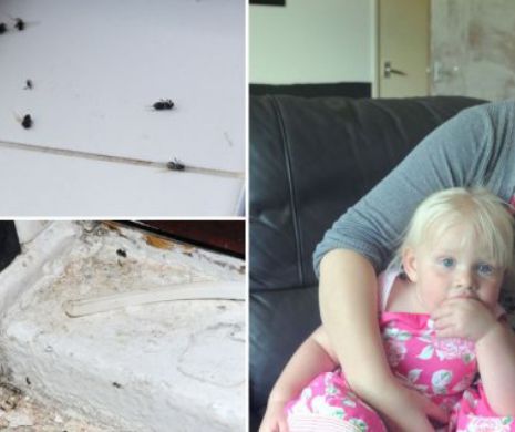 INVAZIE DE INSECTE. Peste 10 000 de dăunători în casa unui cuplu. Oamenii sunt disperaţi | GALERIE FOTO SI VIDEO