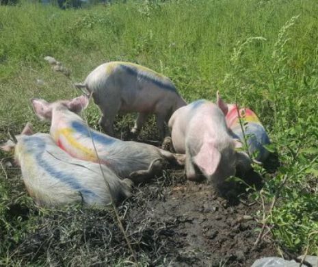 „Purcelușii gheauri” au spurcat locul pe care se va înălţa cea mai mare moschee din Europa GALERIE FOTO