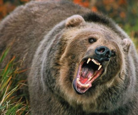 Un bărbat şi un copil au fost ATACAŢI de urs la o stână de la marginea judeţului Cluj