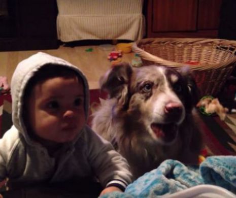 Un cainele care spune „mama”