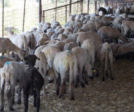 Viaţă de coşmar pentru locuitorii din Poiana. Trăiesc invadaţi de muşte, şobolani şi în mirosul insuportabil de la o fermă de animale