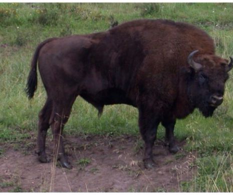 Alergatura pentru readucerea zimbrilor in Carpati