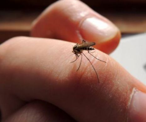ALERTĂla Sibiu. Două cazuri de meningo-encefalită virală West-Nile au fost confirmate. Oamenii au fost înţepaţi de ţânţari