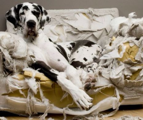 Cainele si anxietatea de separare