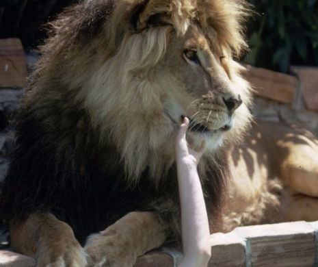 Ce animal de companie a avut Melanie Griffith?