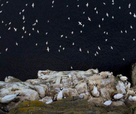Cele mai spectaculoase fotografii cu animale, la premiere!