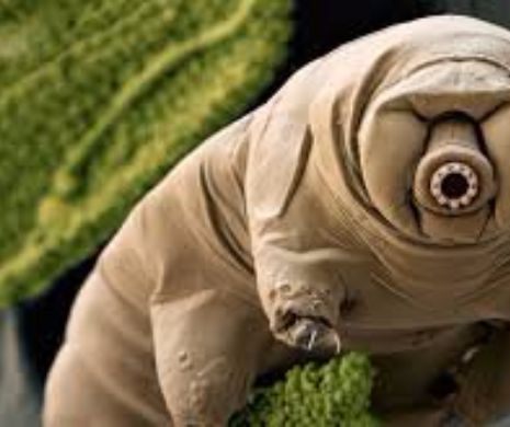 Creaturi care traiesc in orice conditii