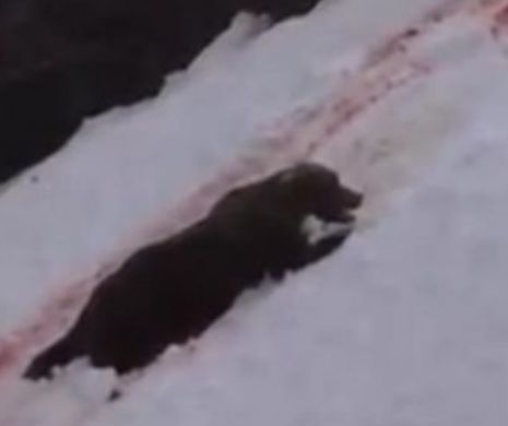 Crima ODIOASĂ care a REVOLTAT întreaga omenire | VIDEO TERIFIANT